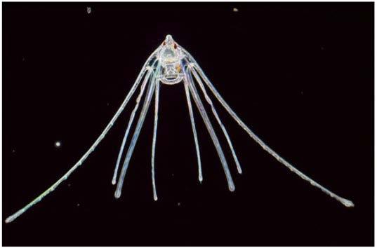 Ciliate protozoans (Figure 1) are recognized as the main group of microzooplankton, because their abundance and trophic role in the food web.