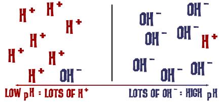 To describe this concentration of ions, scientists use the ph scale.