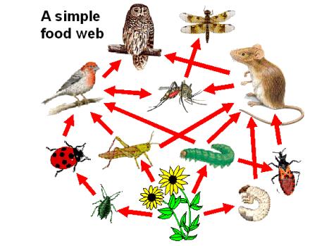 FOOD WEB shows the interactions between a wide variety of