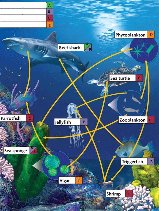 Looking at the food web, can you now label A, B, C, D with the correct terms based on how these organisms obtain energy?