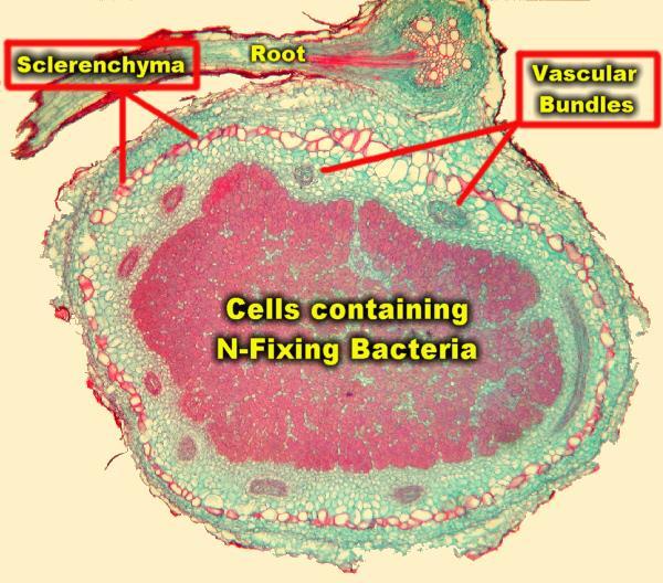 ways In nitrogen fixation, some prokaryotes convert atmospheric nitrogen (N 2 ) to ammonia (NH 3 ) Nitrogen Fixation Some bacteria are able to take
