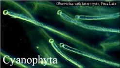 Photoautotroph - cyanobacteria These organisms use the energy from the sun to fix carbon into a sugar from CO2 1. Photoheterotrophs 2.