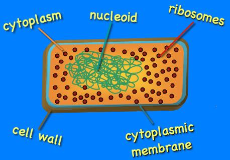 Bacterial Structure Ribosomes