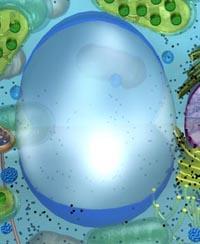 The presence of a vacuole enables plant cells to grow