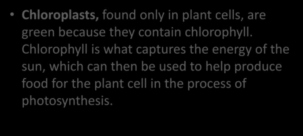 6. Solar Energy Panels Chloroplasts, found