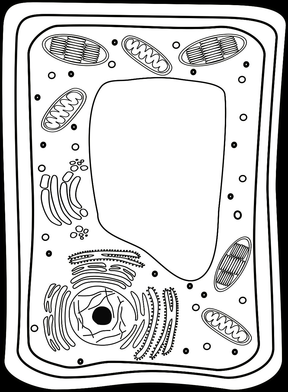 Parts of a Plant Cell Answer Key Name: Date: Directions: Label each part of the plant cell shown.