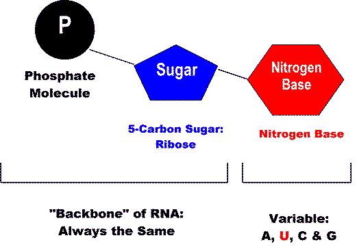 Made of nucleotides. Nucleotides contain a sugar, phosphate and a nitrogen base.