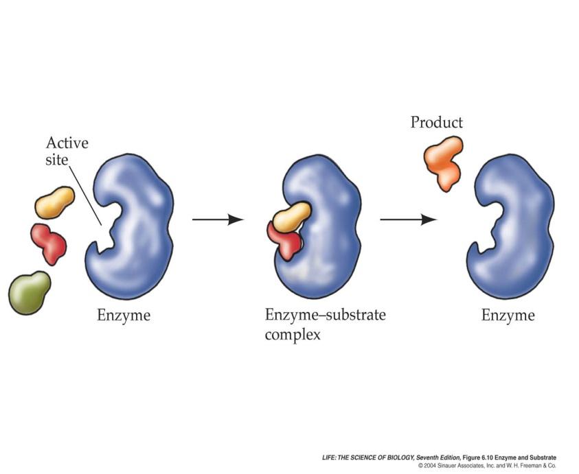 Enzymes affect specific substances.