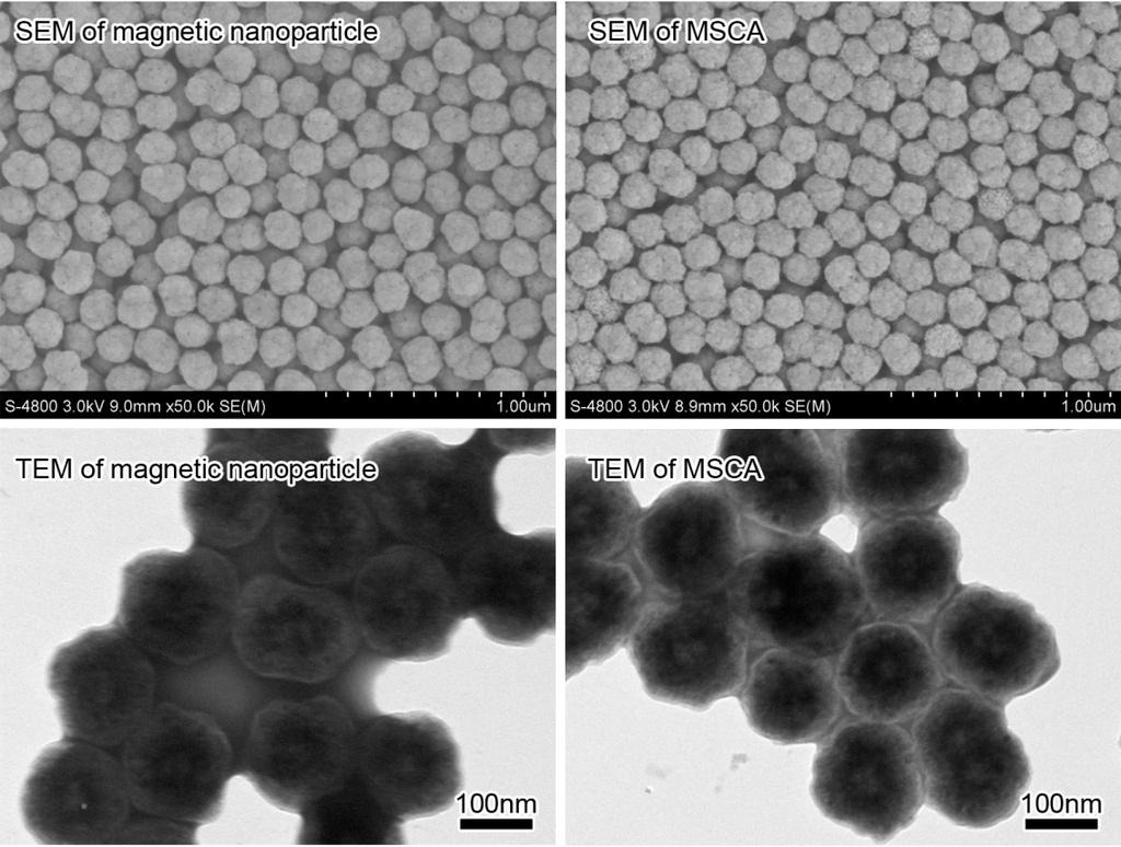 2. SEM and TEM characterizations of the MSCA For scanning electron microscope (SEM), the 15 nm magnetic nanoparticle and synthesized MSCA were sputter-coated with platinum using an E145 Pt-coater