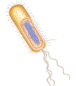 14. What are the small, circular, self-replicating pieces of DNA found in bacteria called? 15.