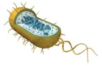 How do bacteria and archaea differ? The cell walls of bacteria contain peptidoglycan. The cell walls of archaea do not contain peptidoglycan.