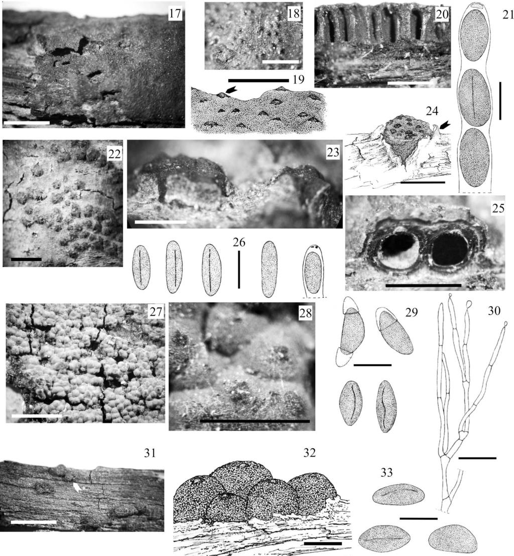 HLADKI AND ROMERO: HYPOXYLON TAXA, SPEGAZZINI 737 FIGS. 17 21. Biscogniauxia capnodes (Berk.) Y.M. Ju & J.D. Rogers, from holotype of Hypoxylon porteri Speg., LPS 1967. 17. Stromata on a small branch.