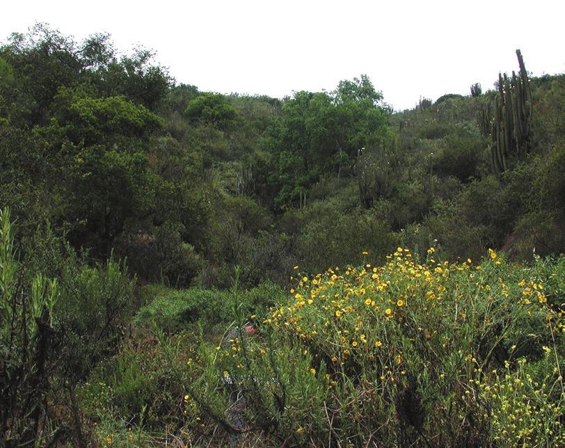 58 Rev. Chilena de Ent. 37, 2012 27 28 29 30 Figures 27-30. Habitats of Ptyophis species in central Chile. 27. Cerro Manquehue, habitat of P. paulseni, 28-30.