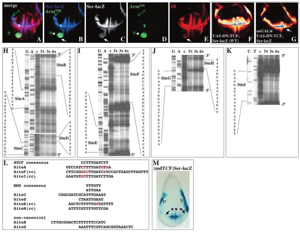 Sequential regulation of Drosophila wing development 293 pathway. We examined Ser expression in both gain-of-function (gof) and loss-of-function (lof) Egfr signaling-mutant backgrounds.
