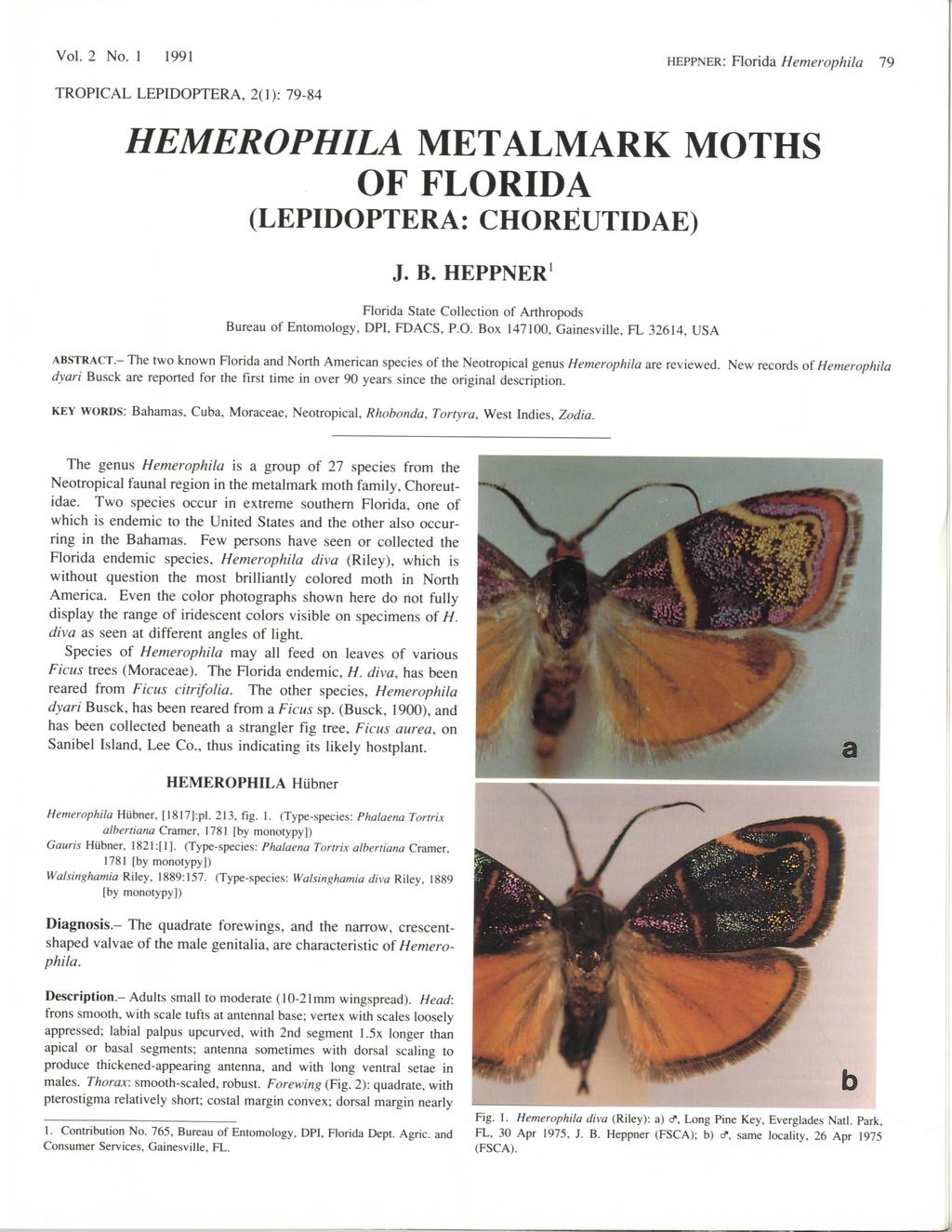 Vol. 2 No. 1 1991 HEPPNER: Florida Hemerophila 79 TROPICAL LEPIDOPTERA, 2(1): 79-84 HEMEROPHILA METALMARK MOTHS OF FLORIDA (LEPIDOPTERA: CHOREUTIDAE) J. B.