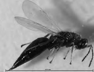 Cyrtobagous salviniae (salvinia weevil) Senecio jacobaea tansy ragwort Good control Longitarsus jacobaeae (tansy ragwort flea beetle) Botanophila seneciella (ragwort seed head fly) Tyria jacobaeae