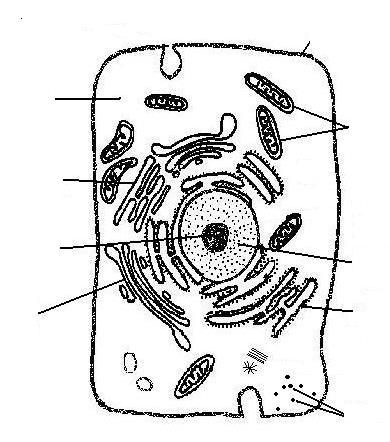 54. Describe the function of each part of a microscope: a. Eyepiece b. Course Adjustment Knob c. Scanning Objective Lens d.