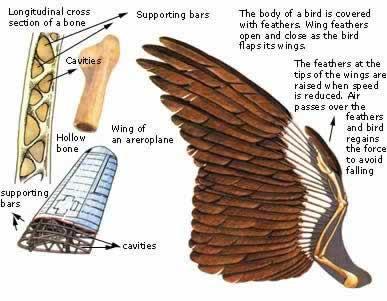25 Which of the following adaptations helps birds fly? A B D they have more fat than most animals so they can fly for long distances.