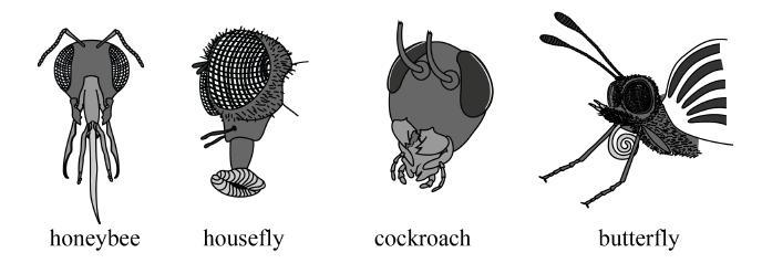 7 Study the diagrams showing mouthparts of four different insects. Which of the following could be a valid explanation for the differences in mouthparts among insects?