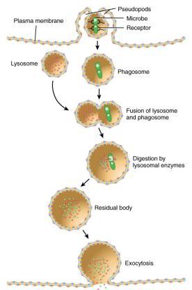 Pinocytosis and Phagocytosis No pseudopods form Nonselective drinking of extracellular fluid Pseudopods extend to form phagosome Lysosome joins it for intracellular
