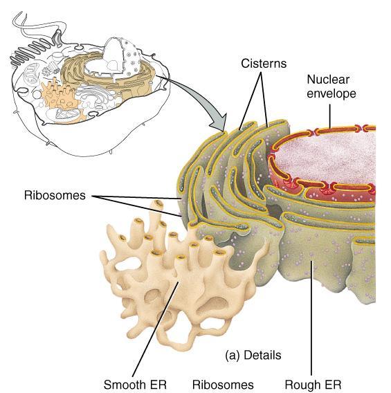 ribosomes.