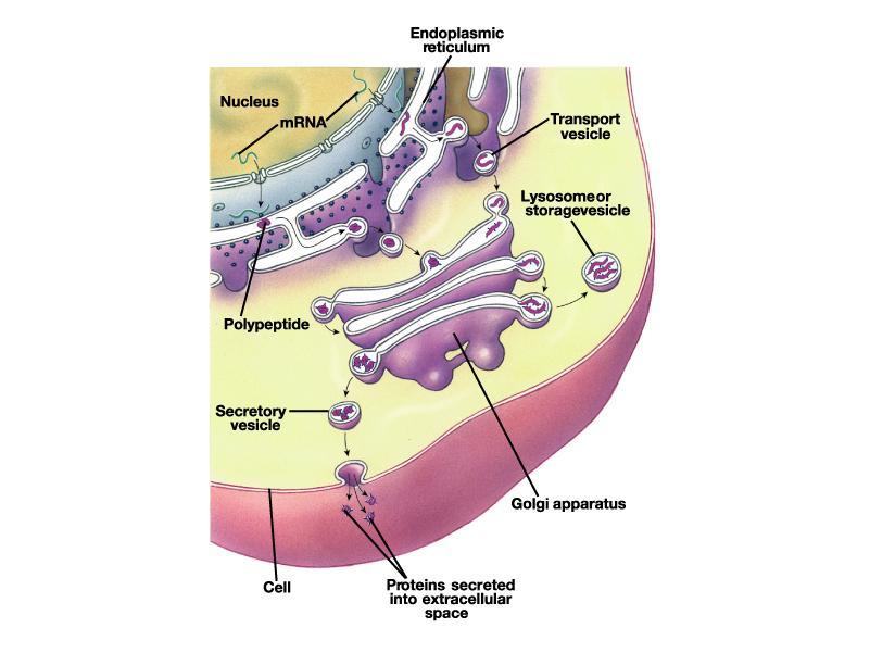 Packaging by Golgi Complex Proteins pass from rough ER to golgi complex in transport vesicles Finished proteins exit golgi complex