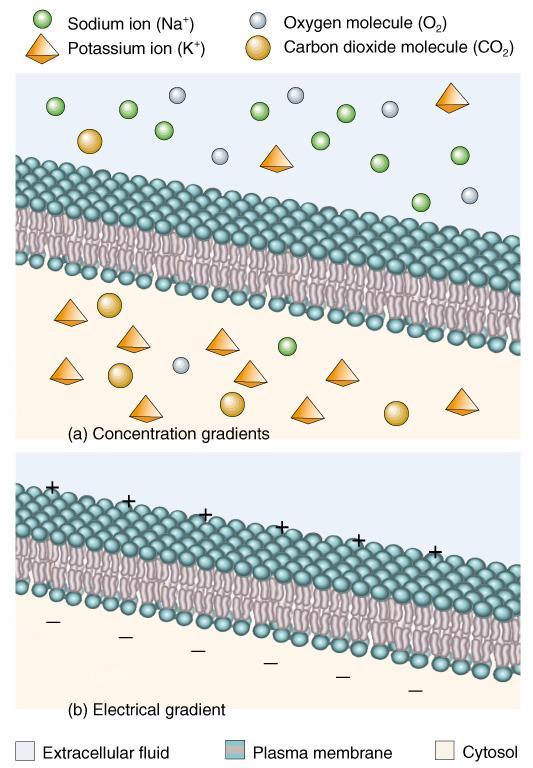 The Transmembrane Electrochemical Potential Concentration gradient What other solutes are distributed differently across the cell