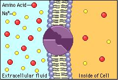 Types of transport in Cells 1. Passive transport o Movement of substances through a membrane from a high to a low region of concentration. o No energy needed (ATP) Examples: 1. Diffusion 2. Osmosis 2.