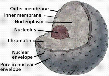 Nuclear membrane Nucleolus Nuclear Round organelle in