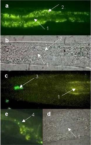 Infection of Caenorhabditis elegans by Salmonella typhi Ty2 Figure 2. Location of GFP tagged bacteria in the C. elegans intestine. a. S. typhi Ty2 psu2007. b. S. typhi Ty2 psu2007, bright field. c. S. typhimurium SL1344 psu2007.