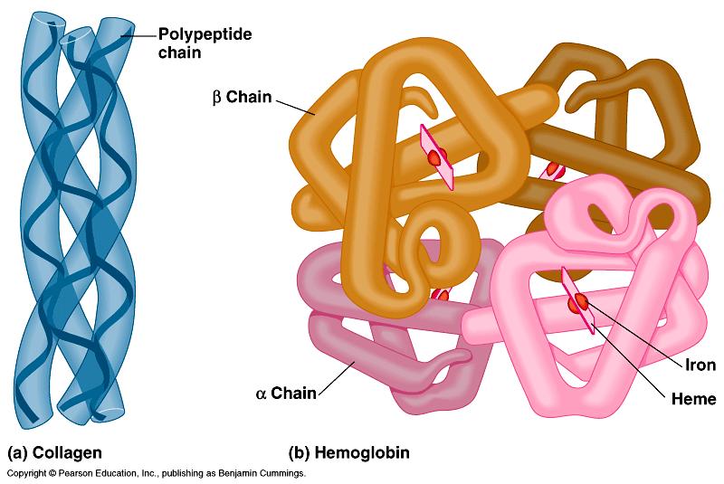 Quaternary (4 ) structure More than one polypeptide chain bonded together u only then does polypeptide