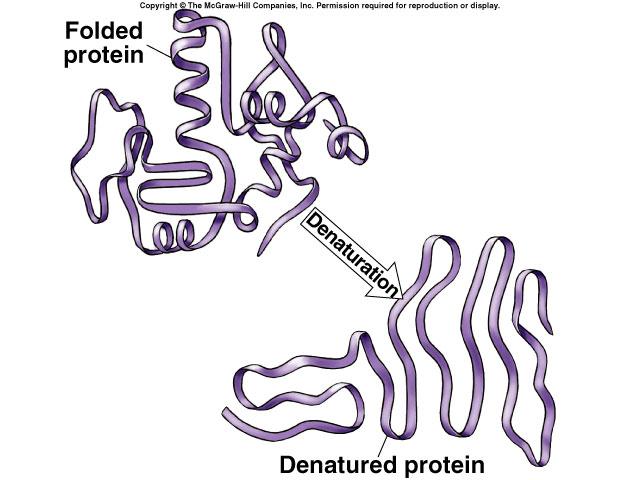 Protein denaturation Unfolding a protein u conditions that disrupt H bonds, ionic bonds,
