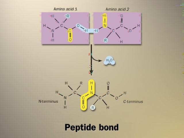 Building proteins Peptide bonds u covalent