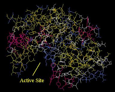 Protein structure & function Function depends on structure u 3-D structure twisted, folded, coiled into unique