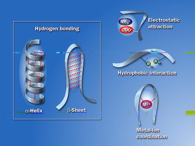 acids hydrophobic interactions w cytoplasm is