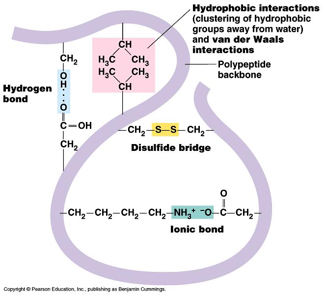 water H bonds & ionic bonds disulfide bridges w