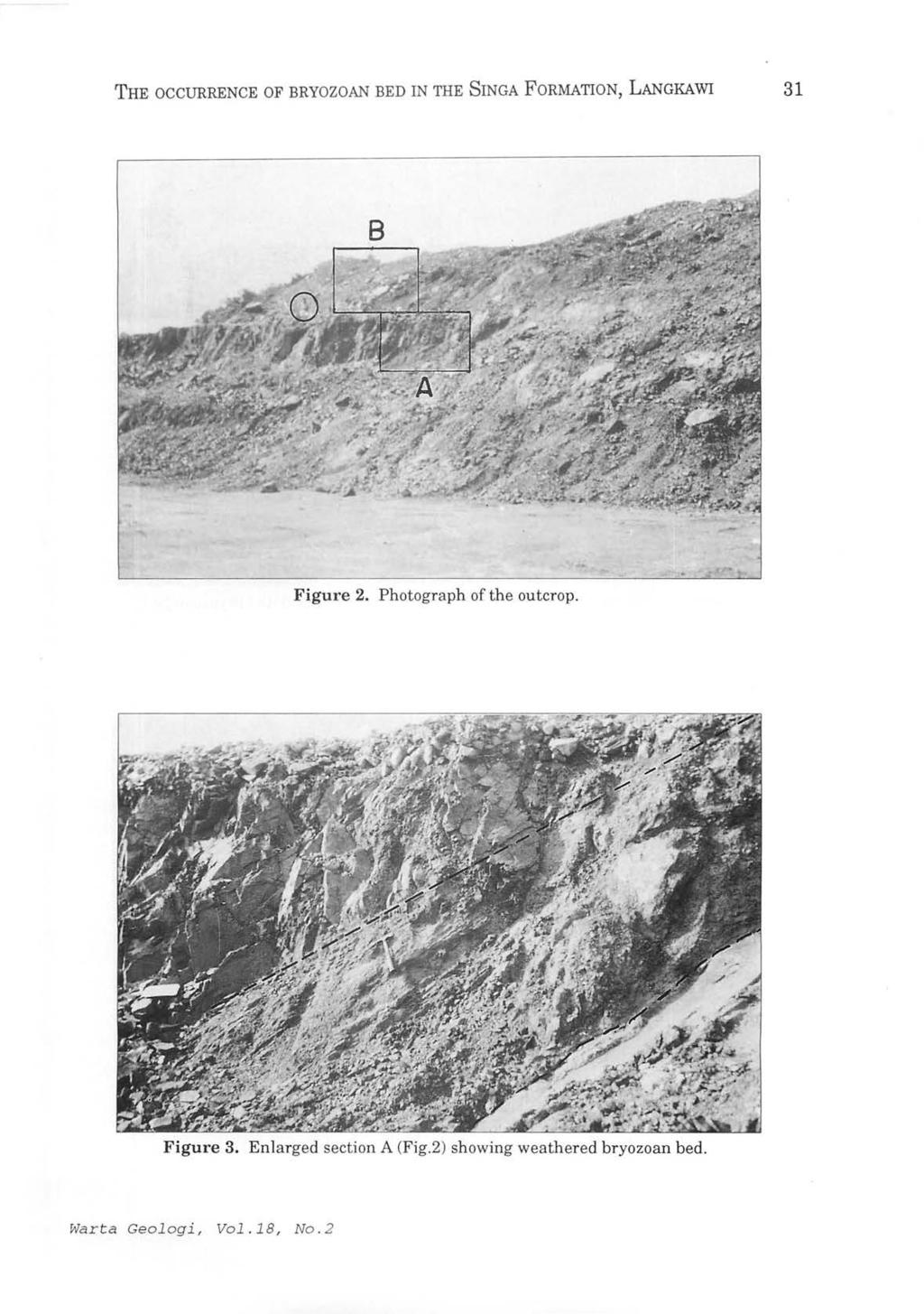 THE OCCURRENCE OF BRYOZOAN BED IN THE SINGA FORMATION, LANGKAWI 31 Figure 2.