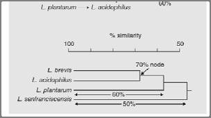 For example, there is a 70% similarity between the sequences for L. brevis and L. acidophilus.