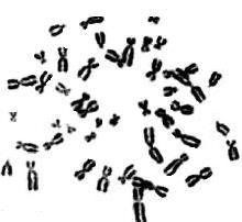 Sub topic: Producing new cells Chromosomes are found in the nucleus of the cell and carry coded instructions called genes from one generation of cell to the next.