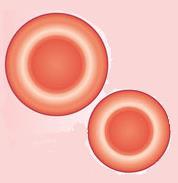 Sub topic: Transport Systems in Animals Blood consist of two parts The role of blood Blood consists of blood cells and the fluid that surrounds them called plasma.