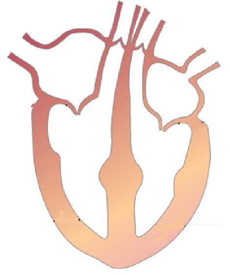 Structure of the heart Valve at exit to pulmonary artery Valve at exit to aorta Right atrium Left atrium Right ventricle Left