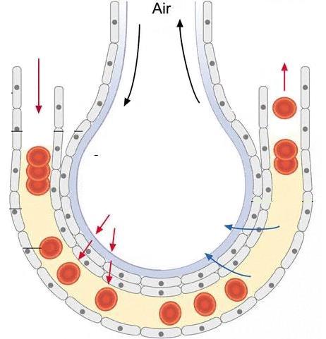 alveolus showing gas exchange Image from scran