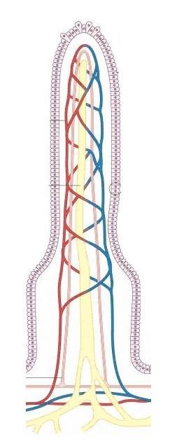 Structure of a villus Thin wall of the villus Blood capillary absorbs glucose and