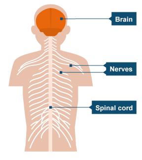 Sub topic: Control and Communication In a multicellular organism, cells communicate using nerve impulses or hormones. Nervous control The brain and spinal cord are made of neurons.