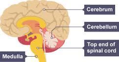 The Brain The brain plays a very important part in the way you respond to any factors that may affect your body.