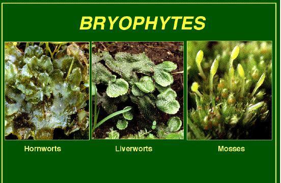 22 Non Vascular Plants Includes: liverworts, mosses, and bryophytes.