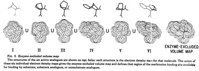Example: Volume Mapping 41 Use of Predicted Bound ACE Inhibitors to Map Enzyme Sterically Allowed