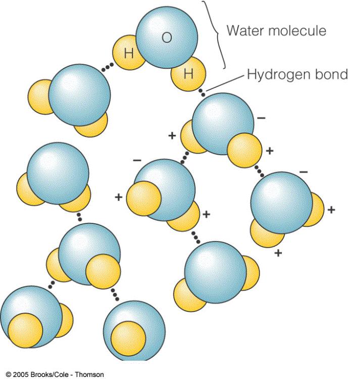 Hydrogen bonds Polar nature of H 2 O: It s attracted to