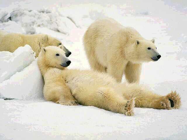 No Polar Bears!