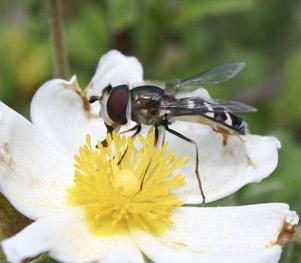 Flower Flies (Syrphidae) and Other Biological Control Agents for Aphids in
